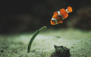 Clown fish swimming water worm - a clown fish free wallpaper