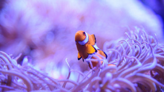Clown fish swimming anemone sea 2 - a clown fish free wallpaper