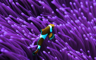 Sea anemone swimming purple sea - its body free wallpaper