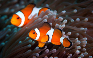 Clownfish anemone microscopic blurry depth - cloisonnism free wallpaper for desktop