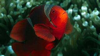 Red fish silver head green - a black body free wallpaper