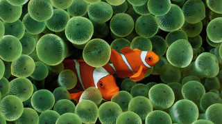 Clown fish hiding sea green - a clown fish free wallpaper