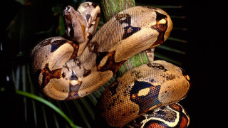 Snake closeup treebranch blackbackground palm - real life skin free wallpaper