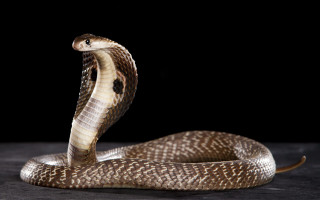 Brown white snake mouth open - snake free wallpaper