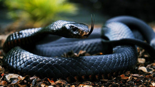 Black snake curled dirt leaves - the dirt free wallpaper