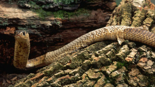 Snake tree branch moss trunk - a snake free wallpaper