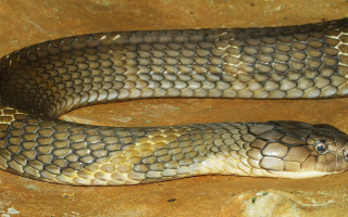 Snake curled rock smile camera - a snake free wallpaper