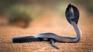 Snake curled head up tongue - its head in free wallpaper