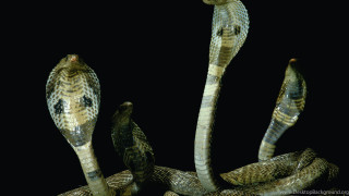 Snake bird cobra promotional illustration - apelle free wallpaper