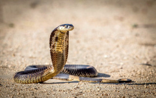 Snake curled cobra sunlight photorealistic - its head in free wallpaper