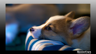 Small dog resting couch cushion - 4k resolution free wallpaper