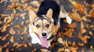 Dog leaves autumn blurry bokeh - a pile of leaves free wallpaper