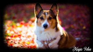 Shiba inu dog grass collar - cosmo alexander free wallpaper