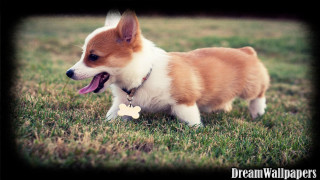 Small dog walking grass bone - derf free wallpaper