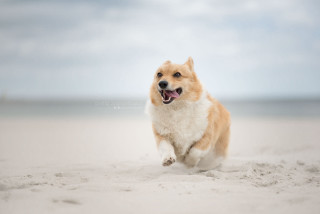 Dog running beach sky background - renaissance free wallpaper for desktop