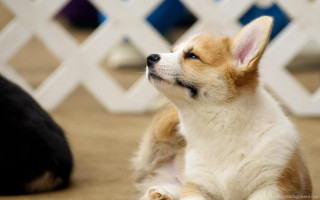 Small dog black cat white - a white chair free wallpaper