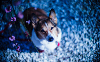 Dog flower carpet blue background - floor free wallpaper