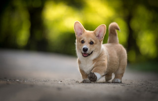 Small dog running road trees - a small dog free wallpaper