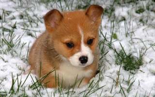 Small brown white dog snow - dog free wallpaper for desktop