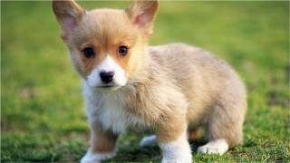 Small brown white puppy green - puppy free wallpaper