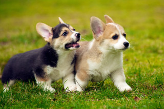 Small dogs green field grass - two small dog free wallpaper