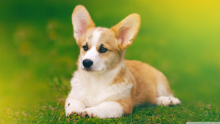 Small dog laying lush green - a small dog free wallpaper