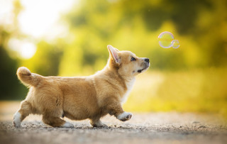 Small dog playing soap bubble - tiny free wallpaper for desktop