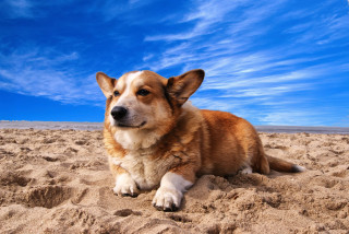Dog laying sand beach blue - the background and a dog free wallpaper
