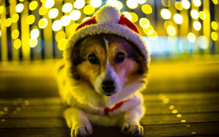 Dog santa hat wooden floor - warm lighting free wallpaper