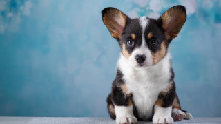 Small dog table blue background - a small dog free wallpaper