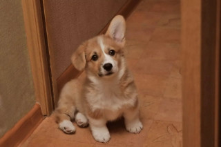 Small dog sad looking camera - a door free wallpaper