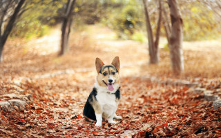 Dog sitting leaves wooded area - area free wallpaper