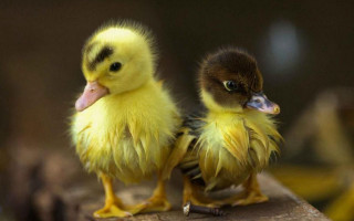 Two small yellow chicks sitting - the camera and the other free wallpaper