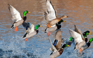 Flock of ducks flying over - a splash of water free wallpaper
