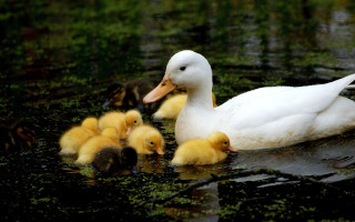 Mother duck ducklings pond water - green alga free wallpaper