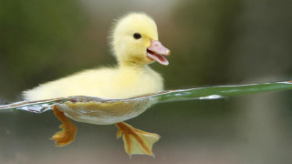 Duckling swimming pool water mouth - tongue free wallpaper for desktop