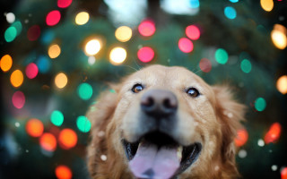 Smiling dog christmas tree lights - bokeh free wallpaper