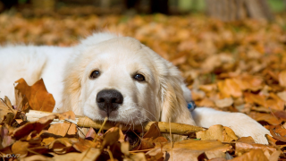 White dog leaves forest floor - a white dog free wallpaper