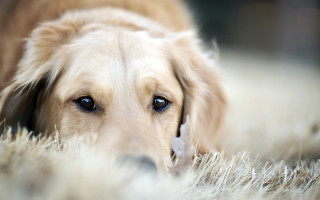 Dog sad shaggy rug lying - beautiful eye free wallpaper