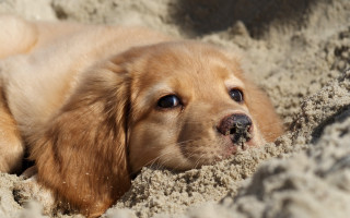 Dog laying sand head sticking - adorable free wallpaper for desktop