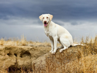 White dog rock dry grass - a dark sky in the background free wallpaper