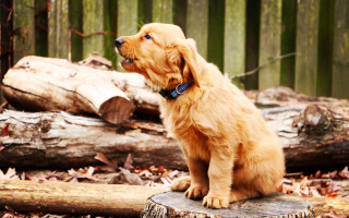 Dog sitting stump forest logs - tachisme free wallpaper for desktop