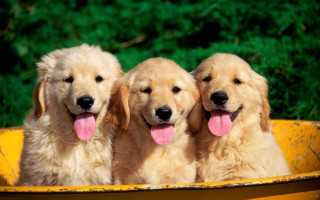 Three dogs yellow tub tongues - funny free wallpaper
