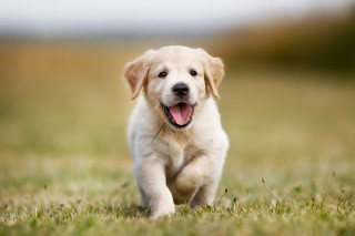 Puppy running field mouth open - its tongue free wallpaper