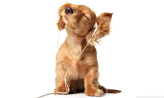 Dog earphones sitting looking up - its ear free wallpaper