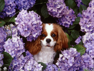 Dog peeking purple flowers green - a white face free wallpaper for desktop
