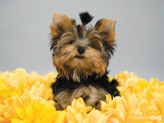 Small dog yellow flowers gray 2 - a small dog free wallpaper
