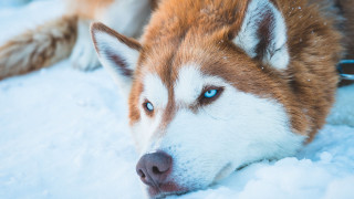 Husky blue eyes snow sad - sad free wallpaper
