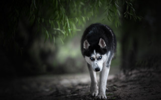 Husky woods night blurry background - husky free wallpaper
