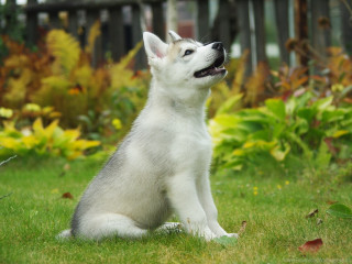 White husky sitting grass looking - his mouth open free wallpaper